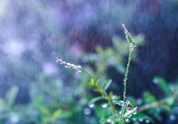 意甲知名记者：若不是米兰输给克雷莫内塞，拉比奥特可能来不了，现在米兰内洛的氛围非常好