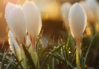 切尔西1-1阿森纳战平引发连锁反应，图赫尔面临2026世界杯排兵难题